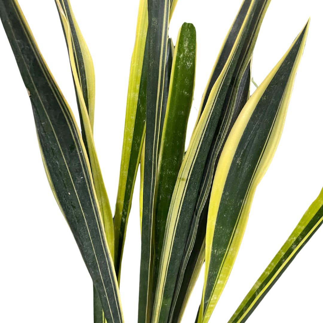 Sansevieria 'Black Gold' (Supersize pickup only)