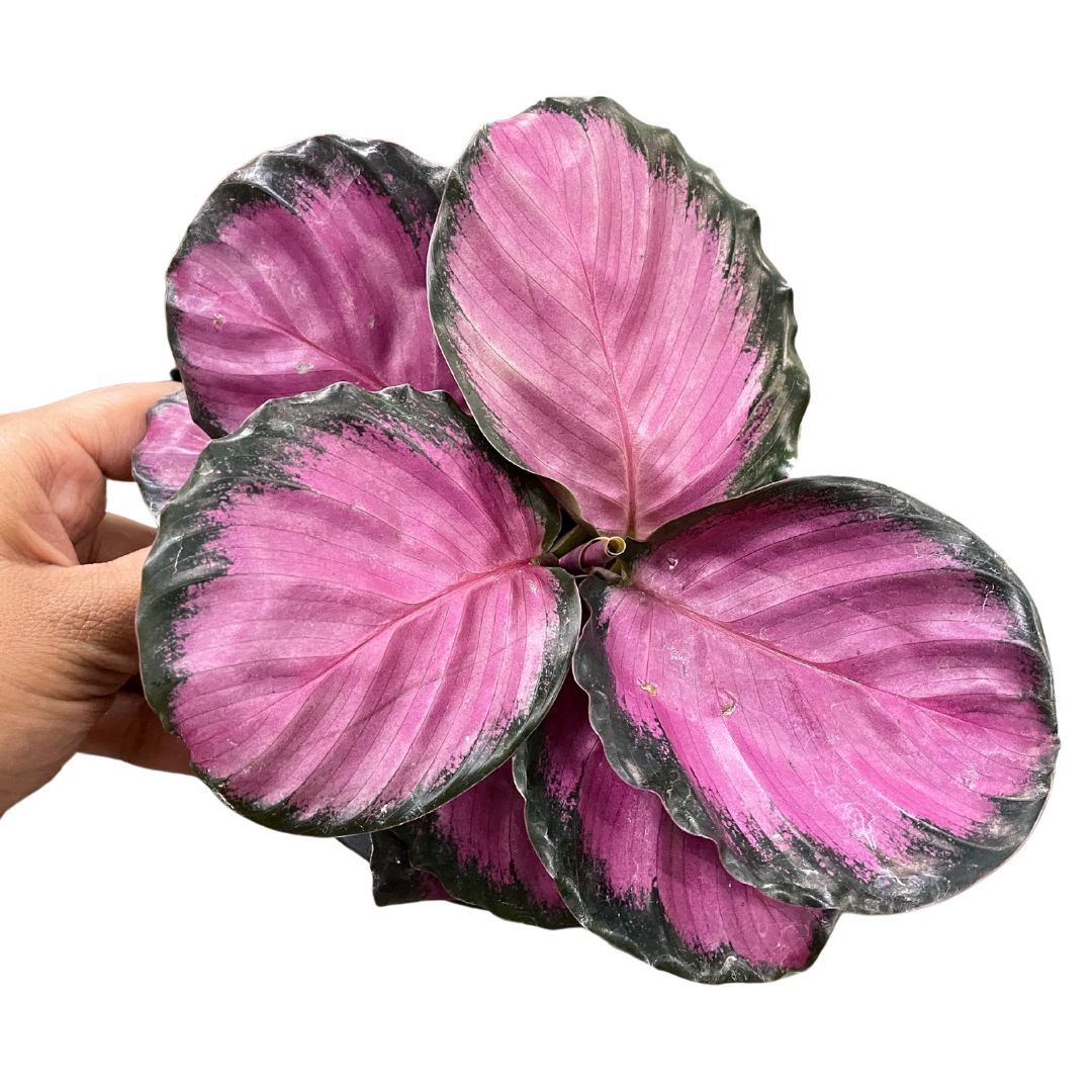 Calathea Roseopicta 'Rosey'