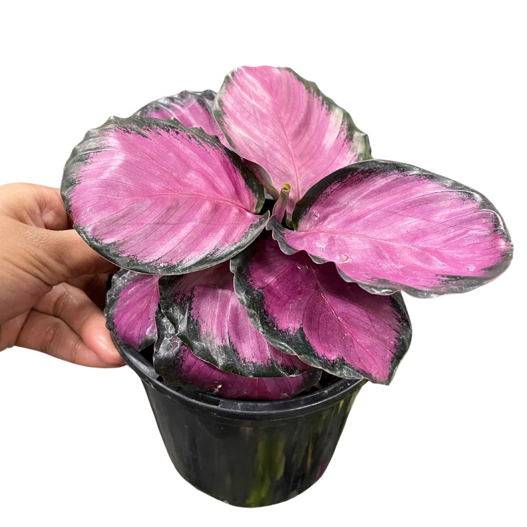 Calathea Roseopicta 'Rosey'