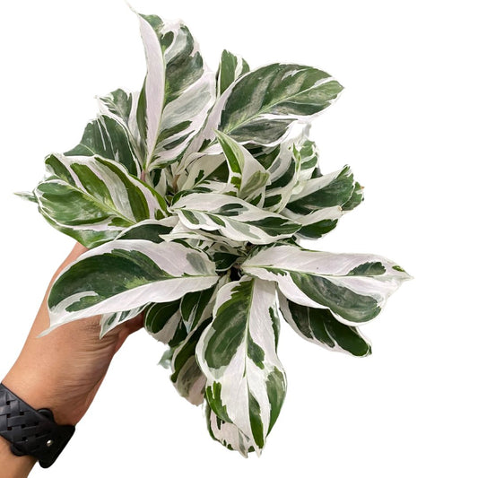 Calathea 'White Fusion'