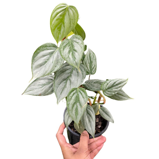 Philodendron Sodiroi