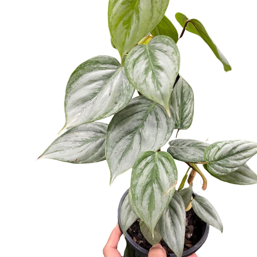 Philodendron Sodiroi