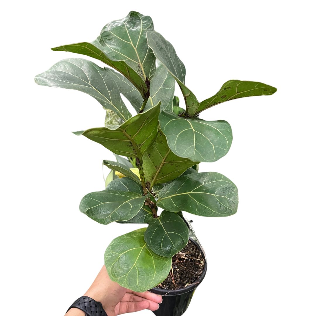 Ficus Lyrata Bambino