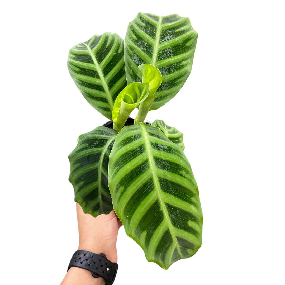 Calathea Zebrina