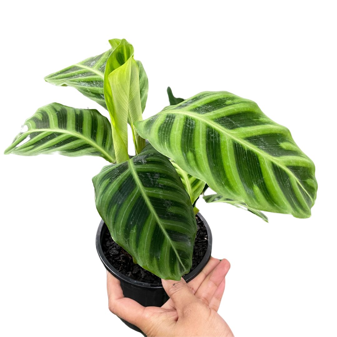 Calathea Zebrina