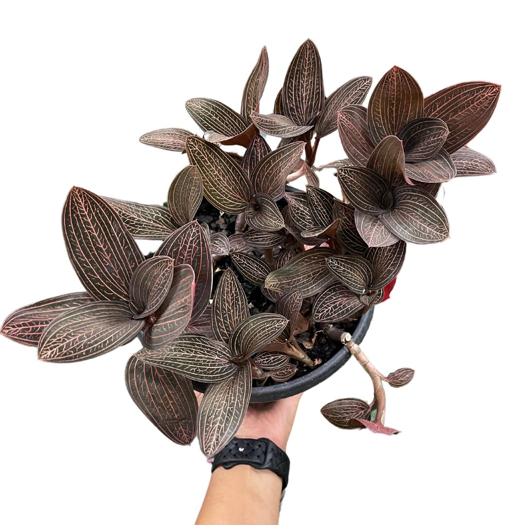 Ludisia Discolour 'Jewel Orchid'