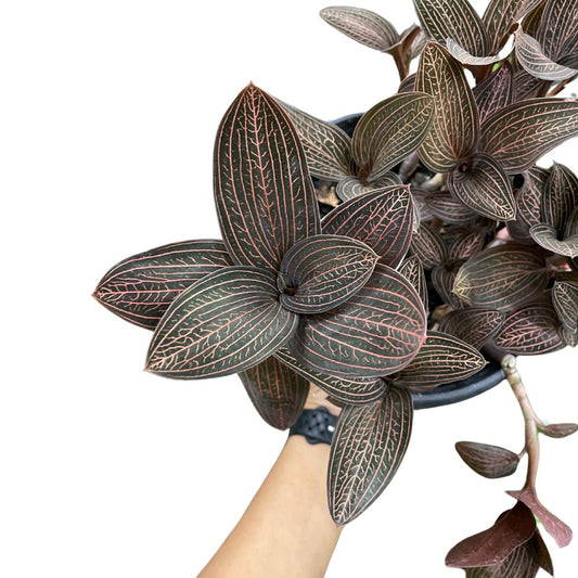 Ludisia Discolour 'Jewel Orchid'