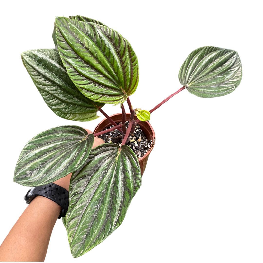 Peperomia Rugosa Ecuador