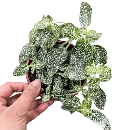 Fittonia Nerve Plant