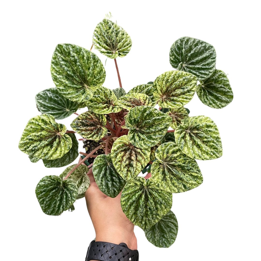 Peperomia Capareta Ripples Variegated