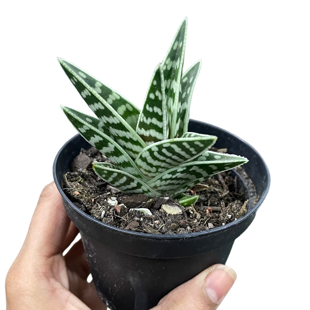 Aloe Gator