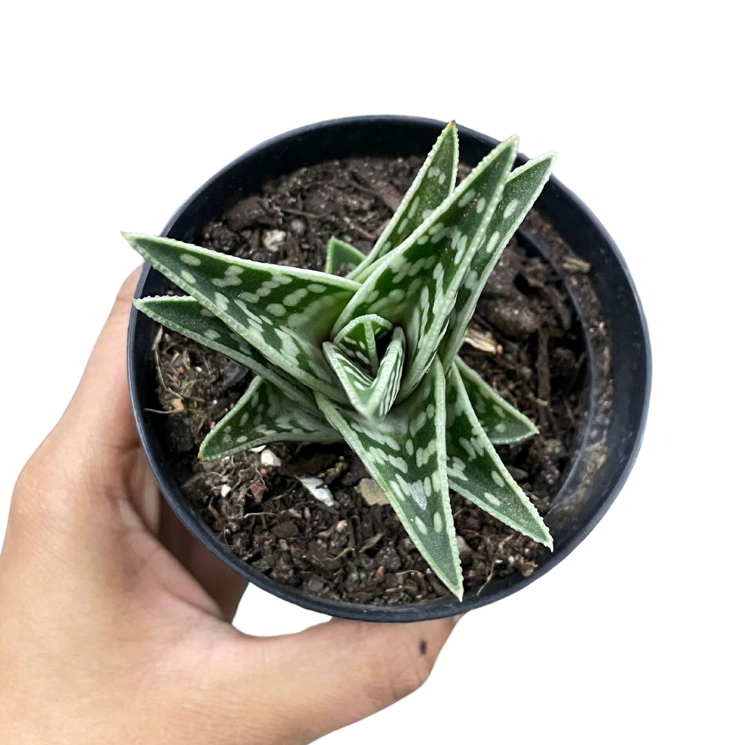 Aloe Gator