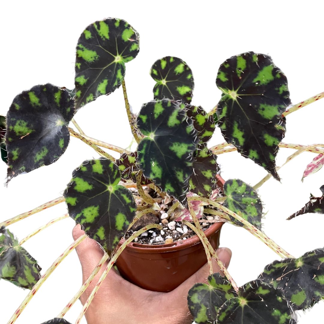 Begonia Tiger Jaws (Small)