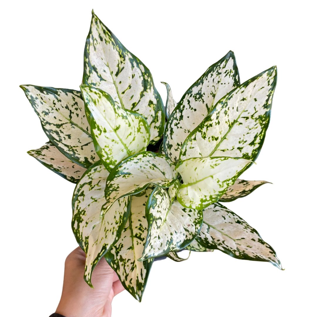 Aglaonema White Super Size