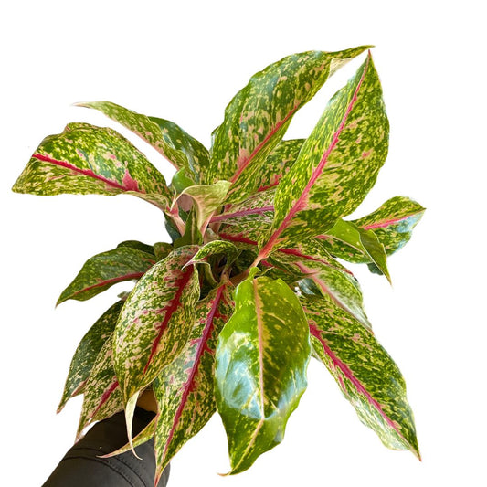 Aglaonema Super Size