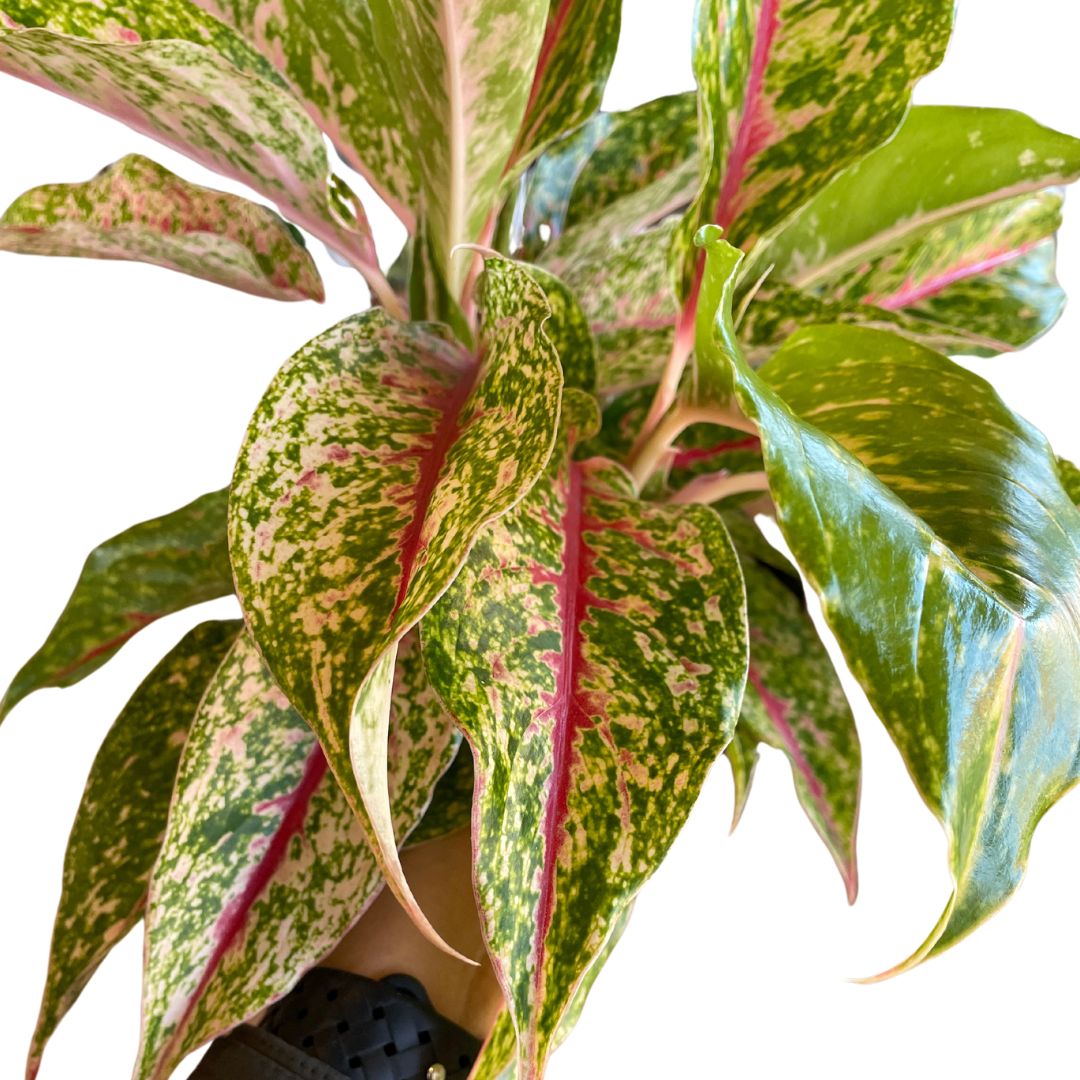 Aglaonema Super Size