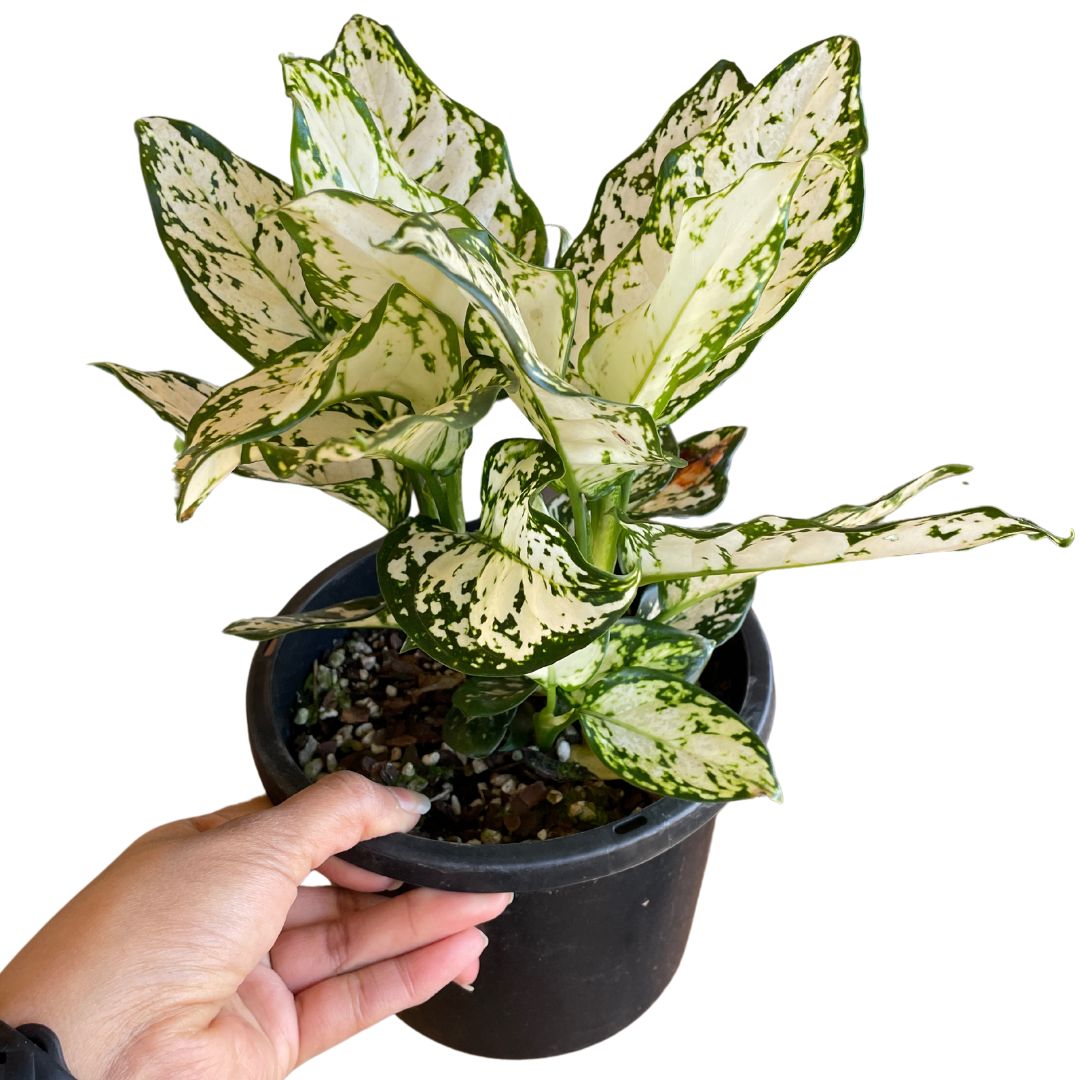 Aglaonema White Super Size