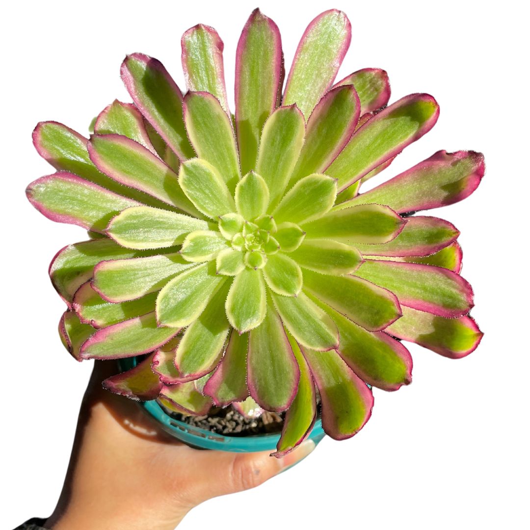 Aeonium 'Mardi Gras' Multihead