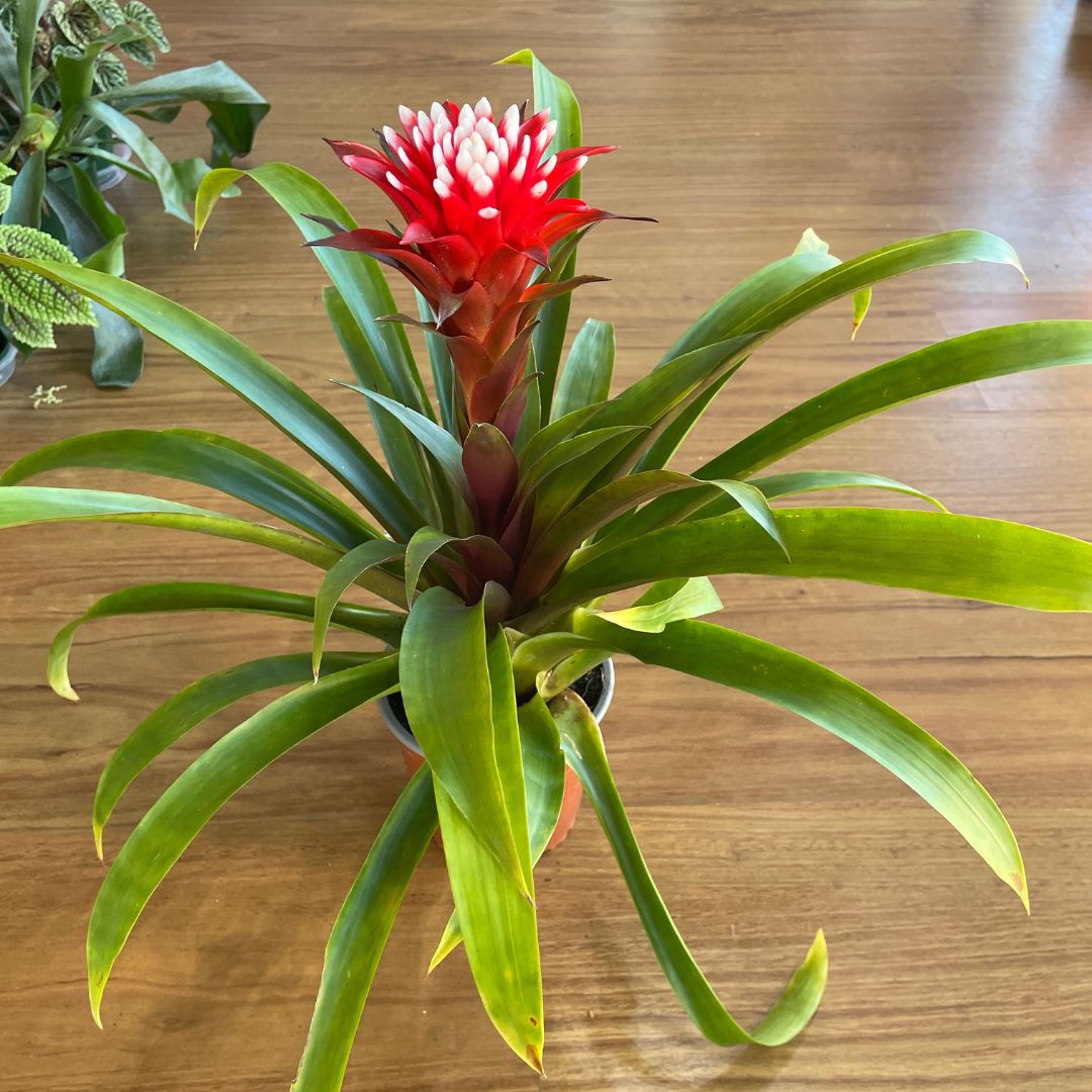 Guzmania Bromeliad