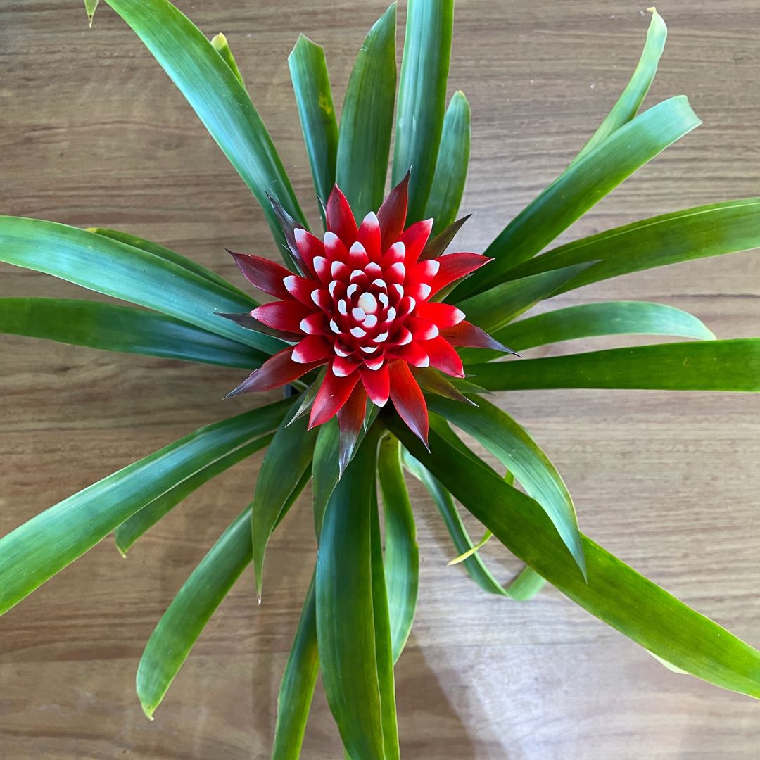 Guzmania Bromeliad