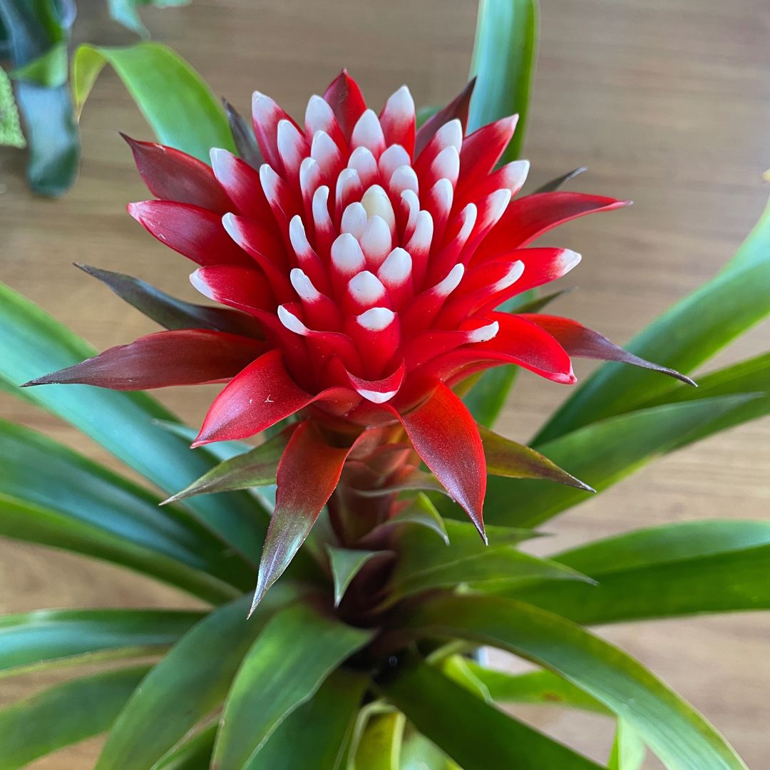 Guzmania Bromeliad