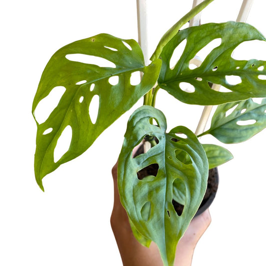 Monstera Friedrichsthalii