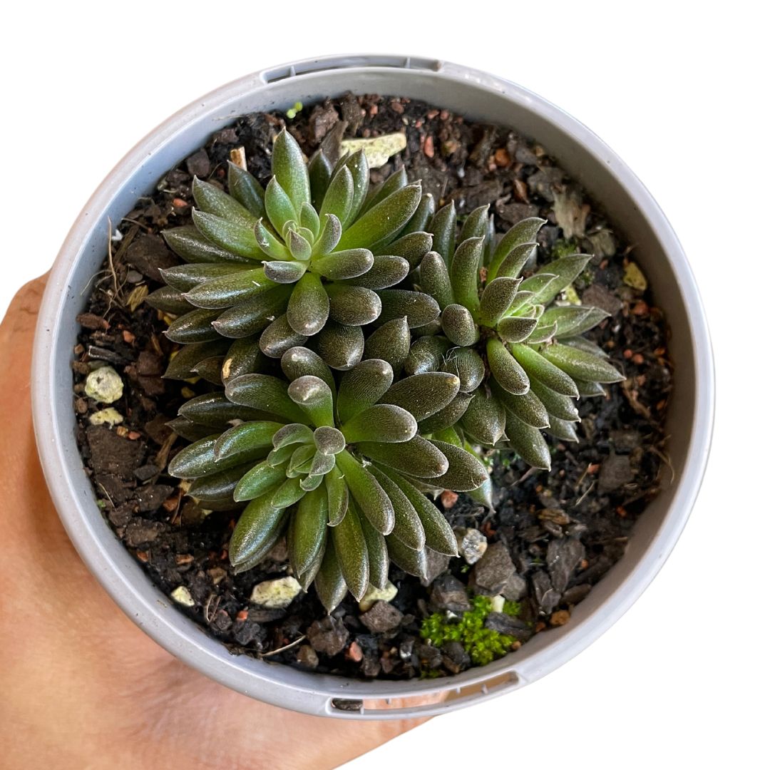 Sinocrassula Yunnanensis