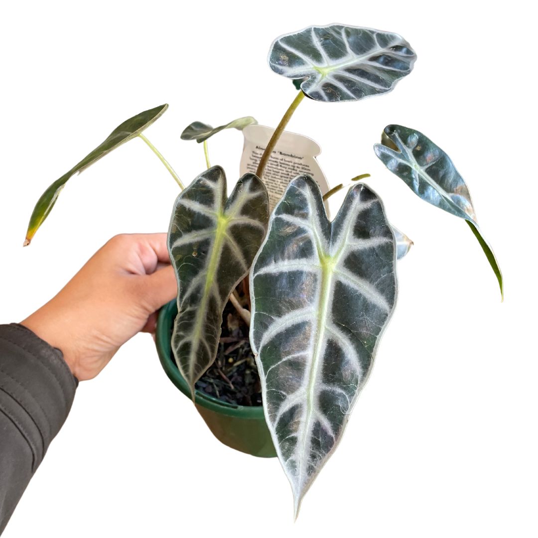 Alocasia Bambino