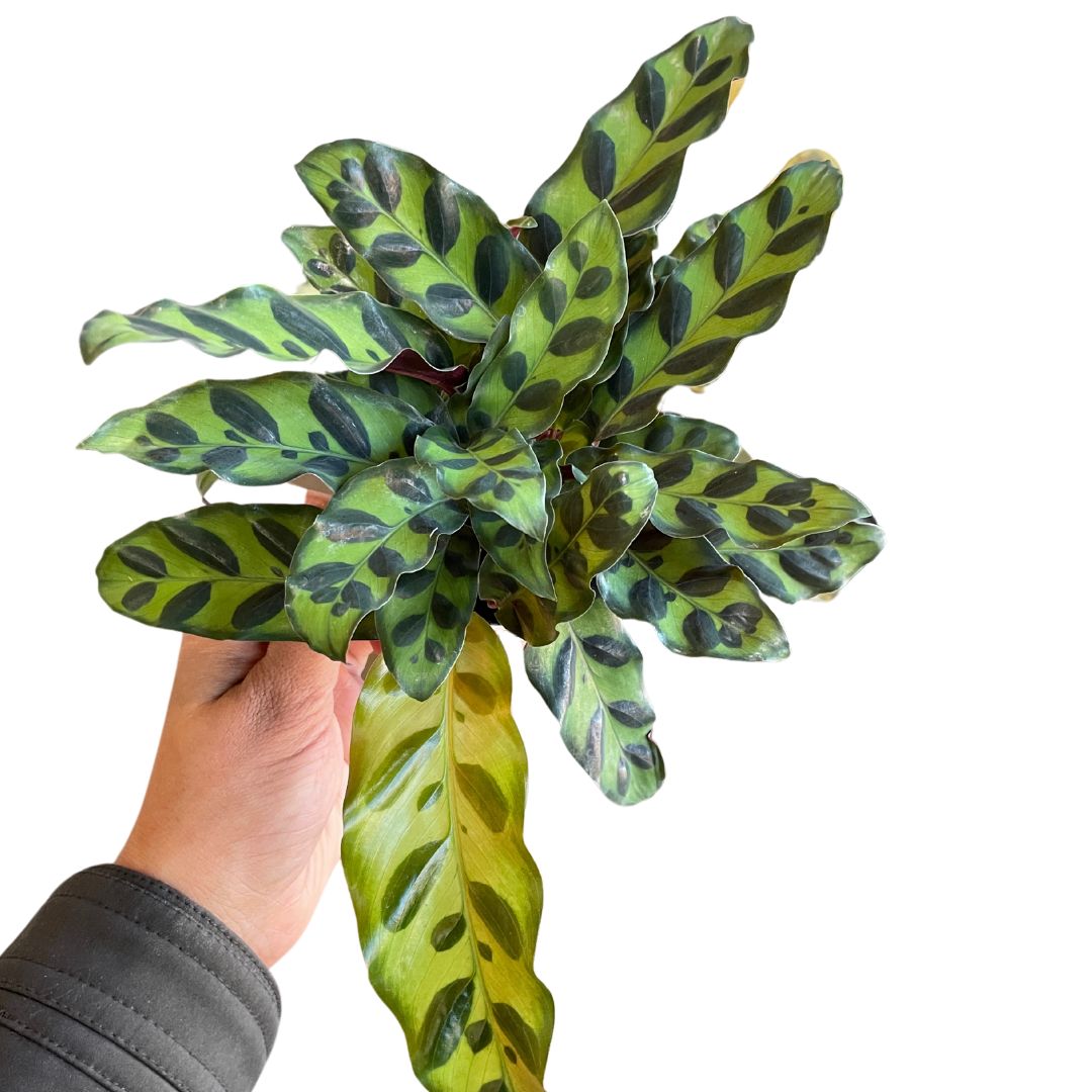 Calathea Rattlesnake