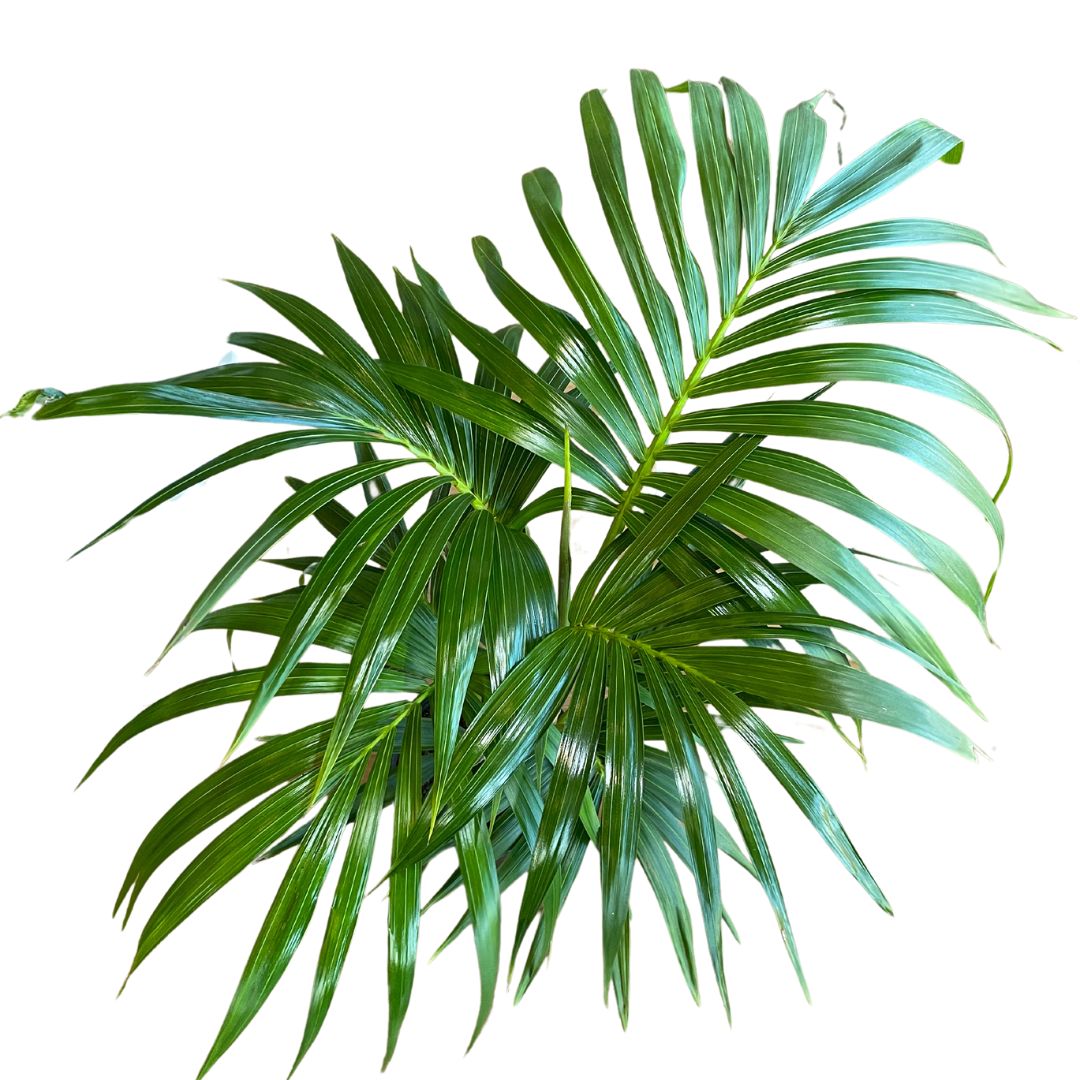 Howea Forsteriana (Kentia Palm)