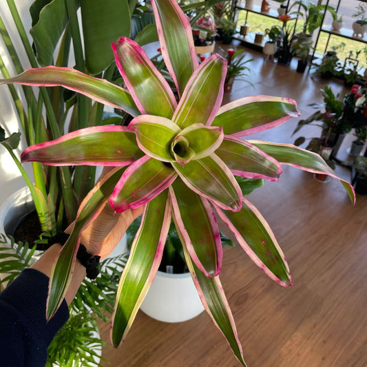 Bromeliad (Pick Up)