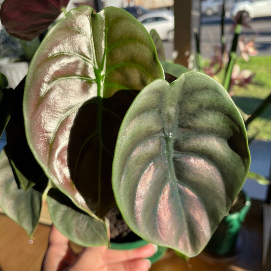 Alocasia Red Secret