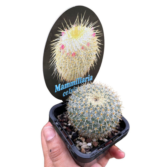 Mammillaria Celsiana