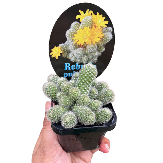 Rebutia Pulvinosa