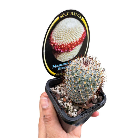 Mammillaria Elegans