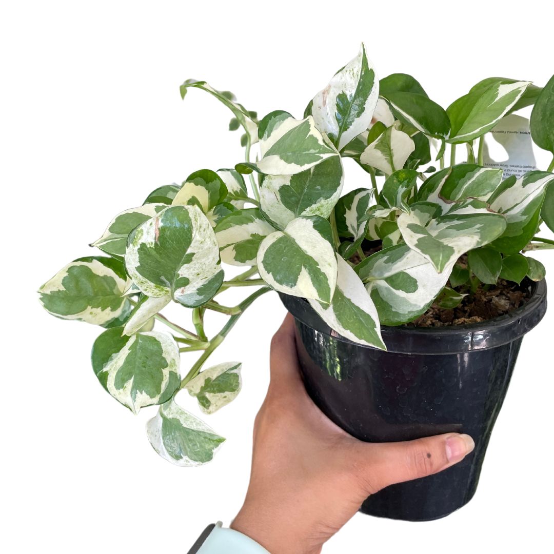 Snow Queen Pothos