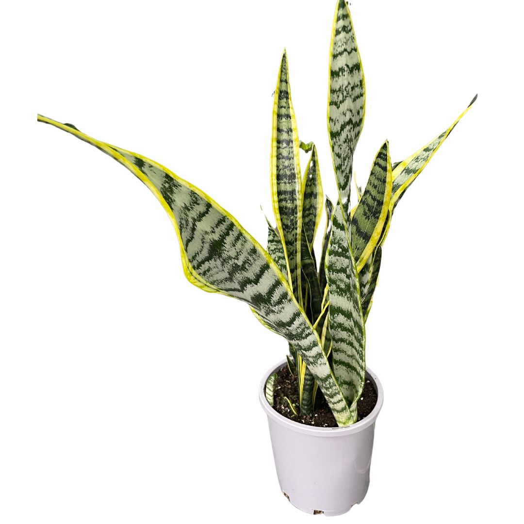 Sansevieria Trifasciata Laurentii (Pick up only)