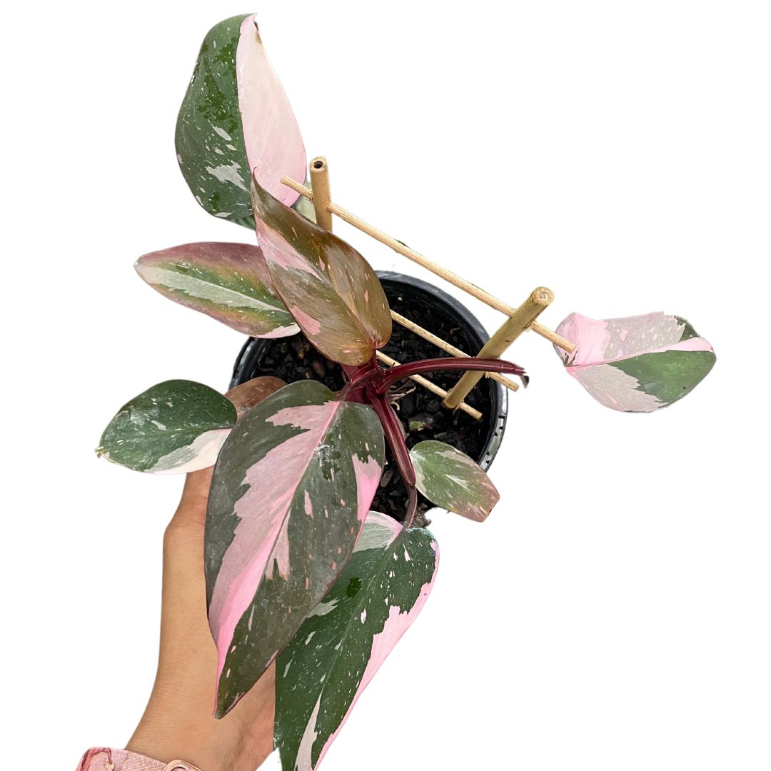 Philodendron Pink Princess Marble