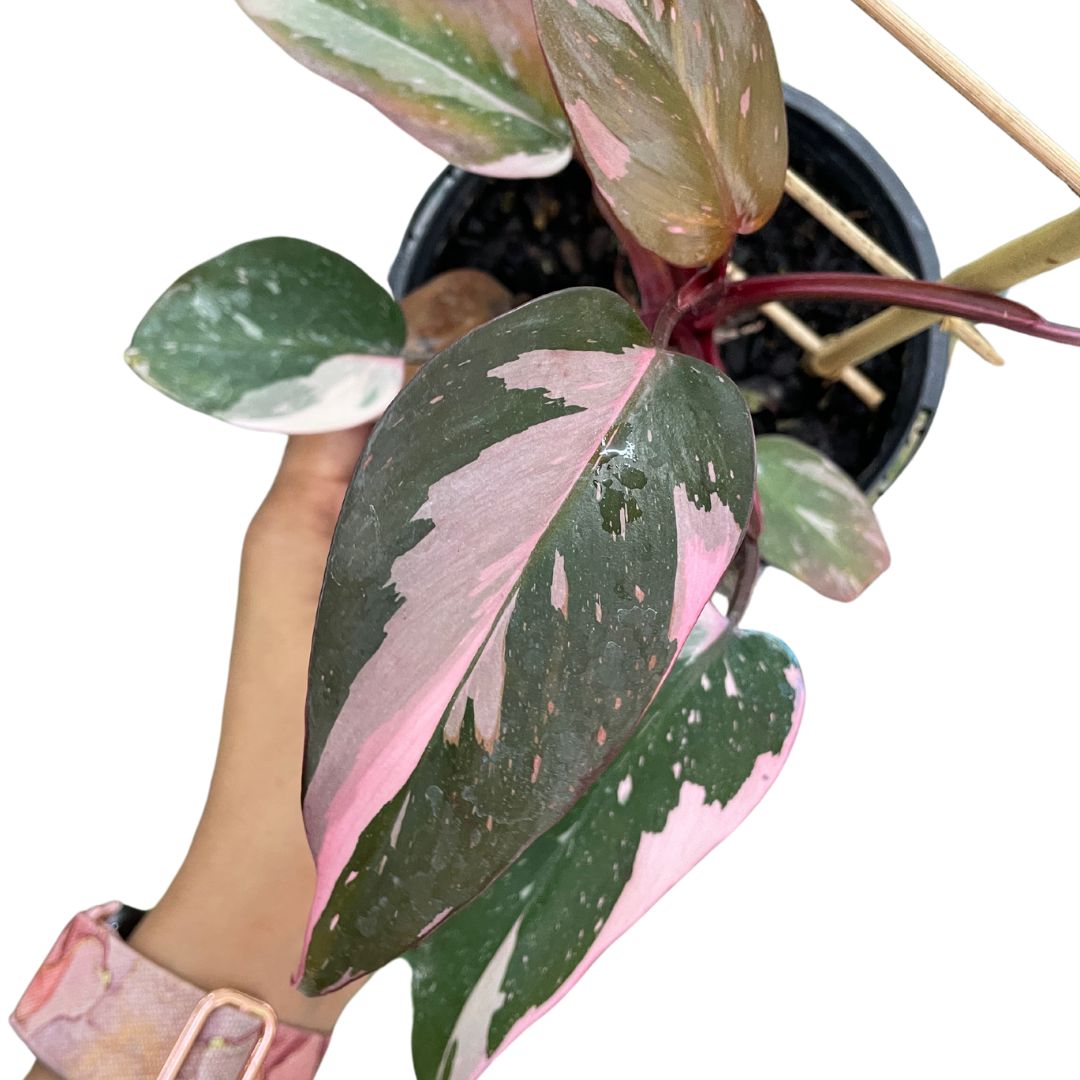 Philodendron Pink Princess Marble