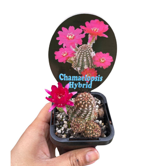 Chamaelopsis Hybrid - Wera Plants