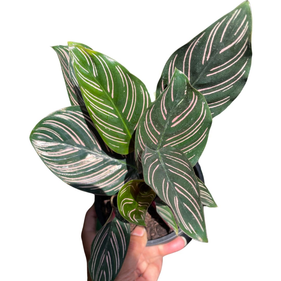 Calathea Sanderiana