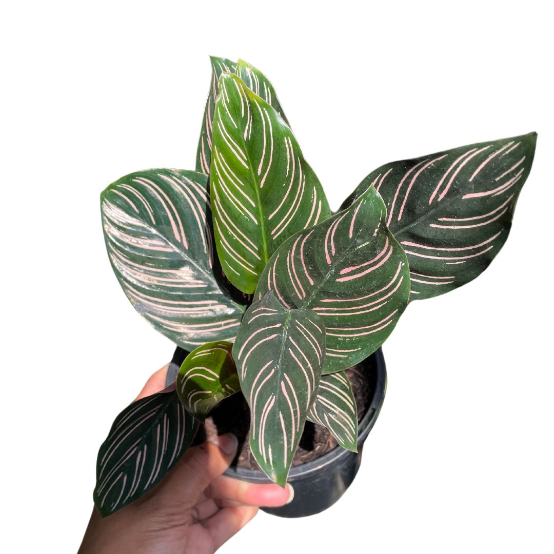 Calathea Sanderiana