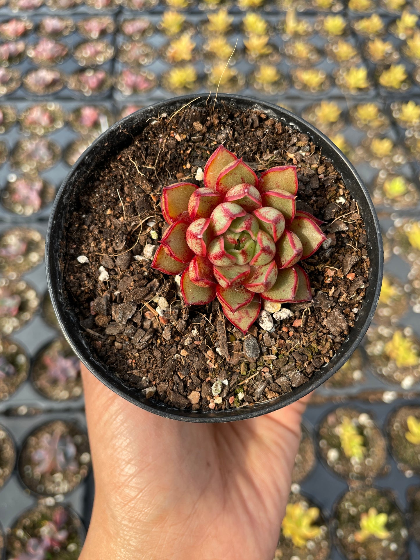 Echeveria Cat's Eye