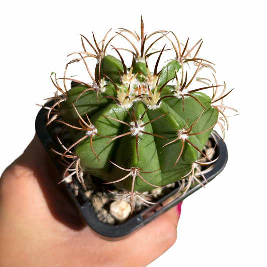 Melocactus Matanzanus - Wera Plants