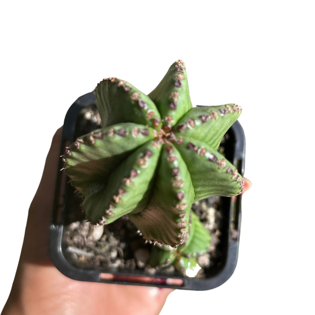 Euphorbia Anoplia