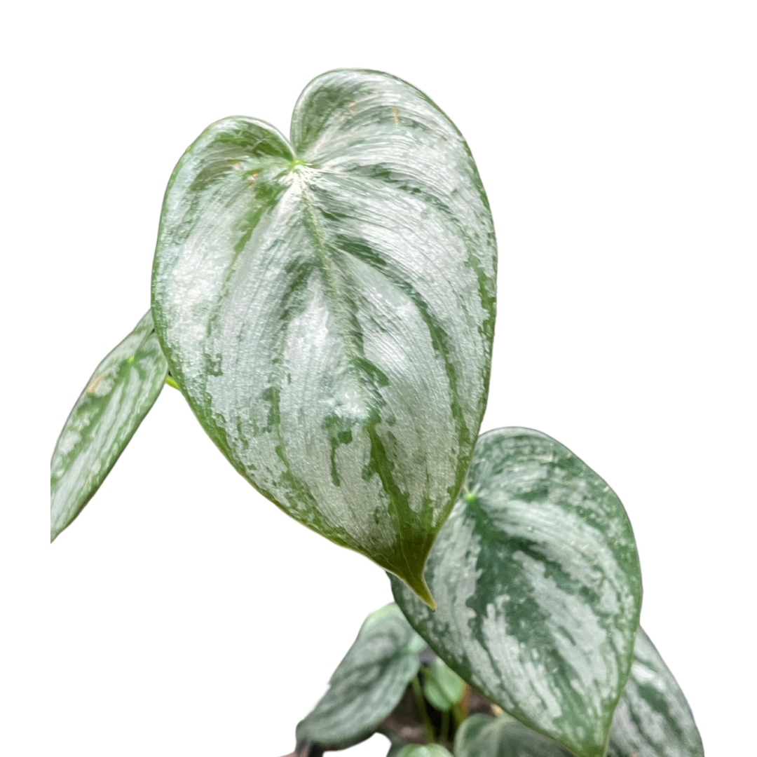 Philodendron Sodiroi