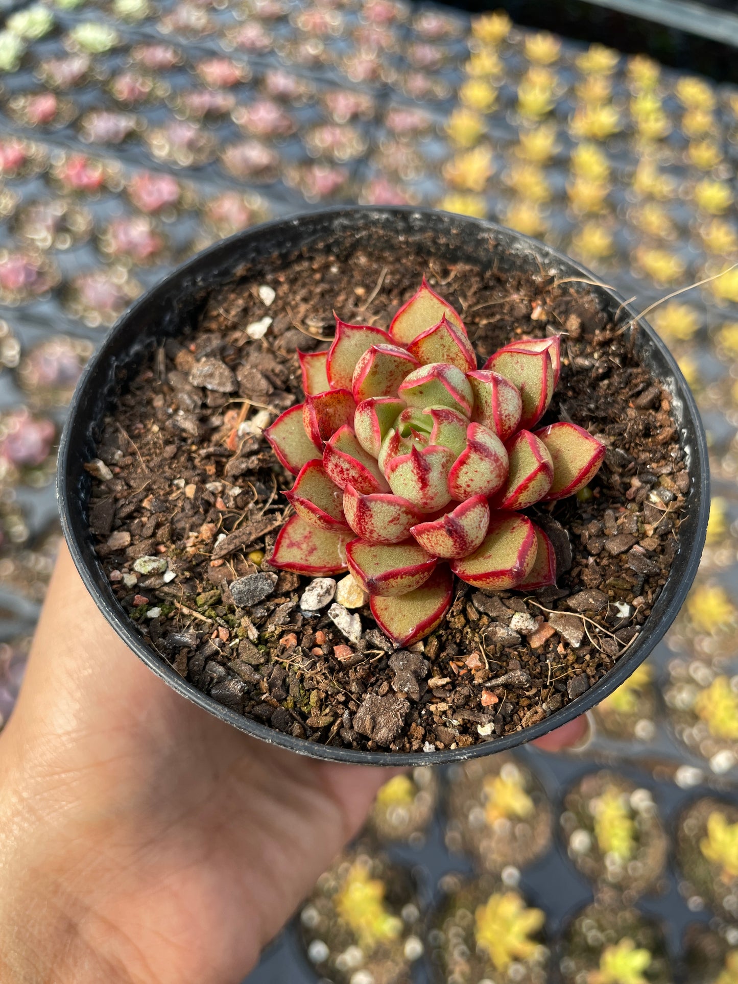 Echeveria Cat's Eye