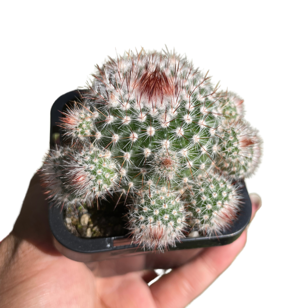 Parodia Scopa Var Splendens