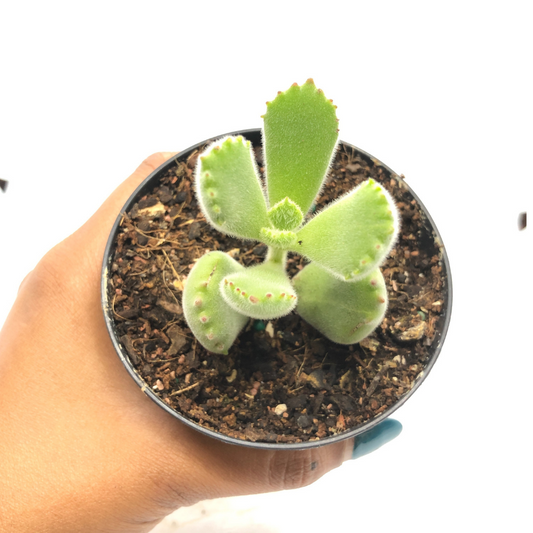 Cotyledon Tomentosa- Bear Paws - Wera Plants