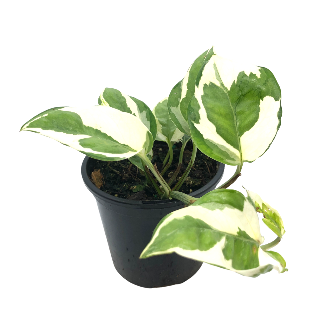 Snow Queen Pothos